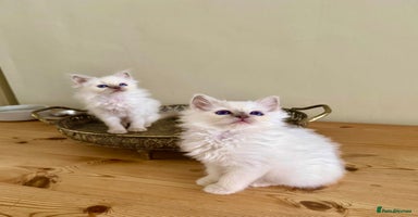 Birman cats - Advert 4