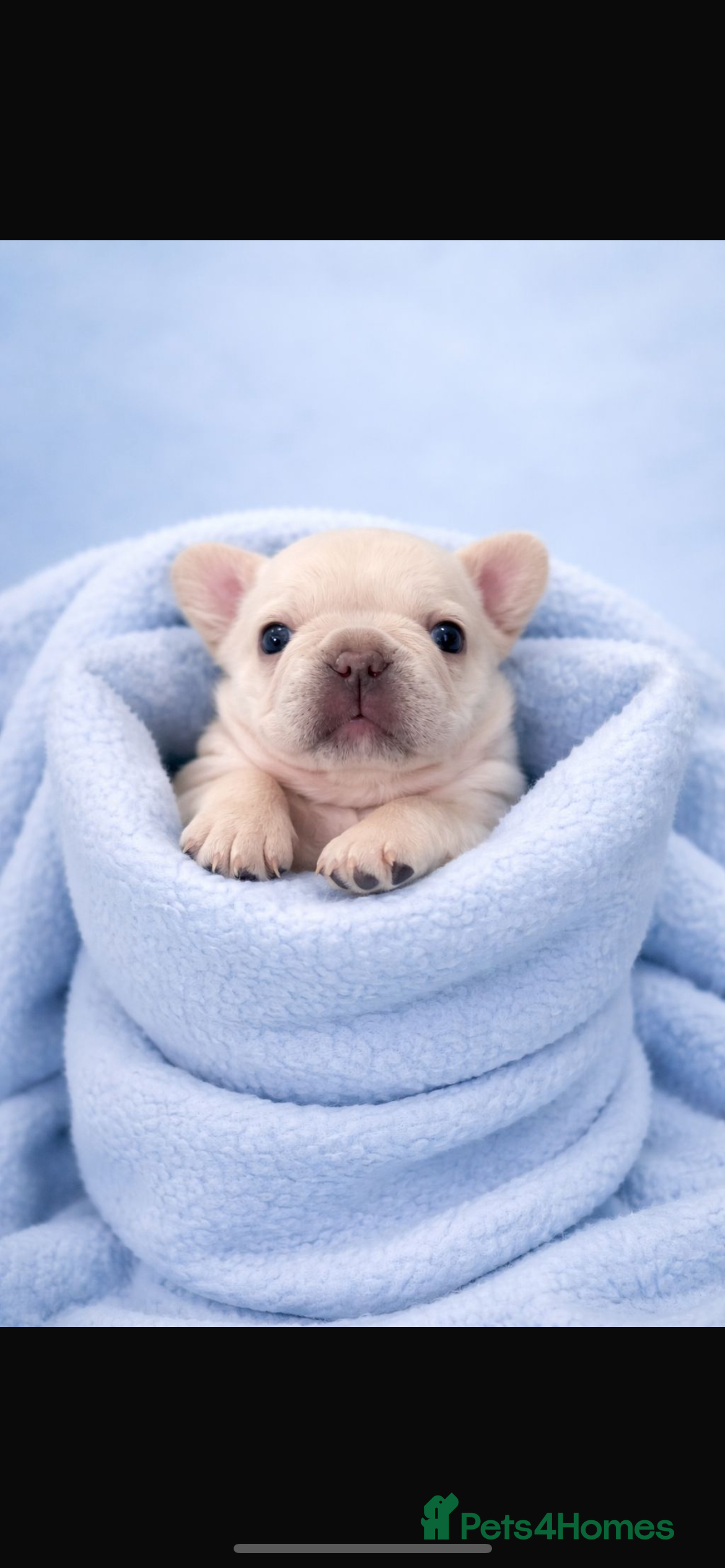 French Bulldog dogs French bulldog puppies  - Advert 2