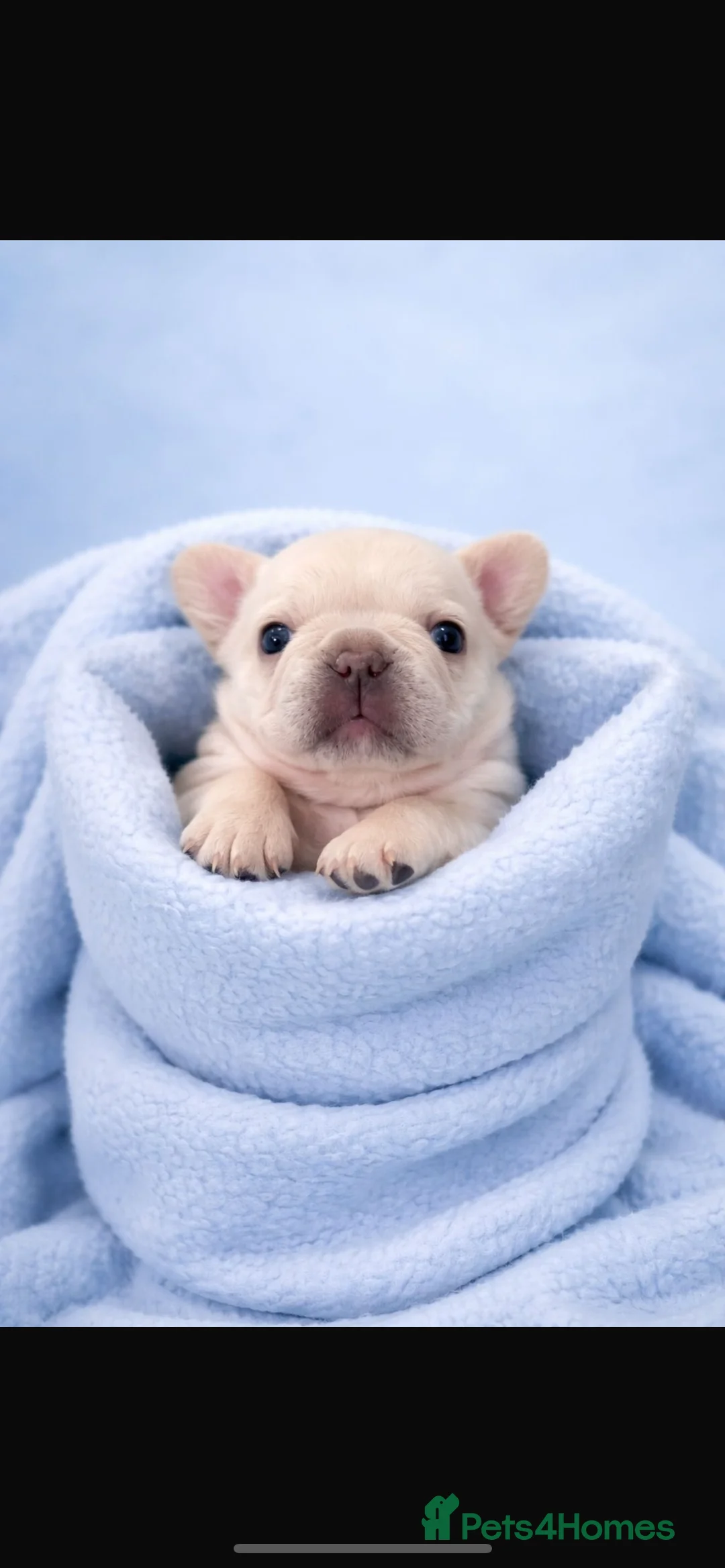 French Bulldog dogs for sale: French bulldog puppies  - Advert 1