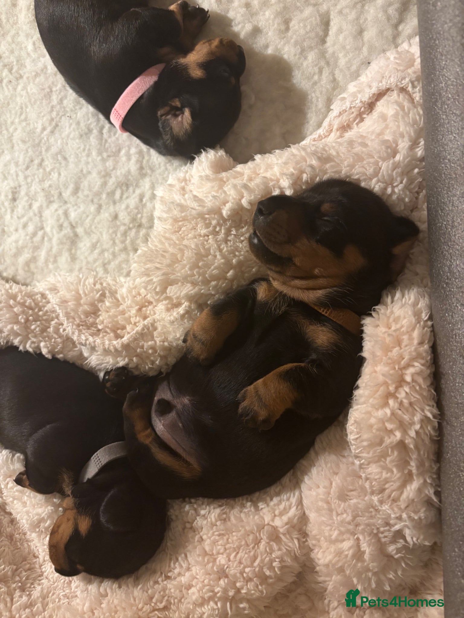 Dachshund dogs Talulahs and Theo’s 3 babies  - Advert 14