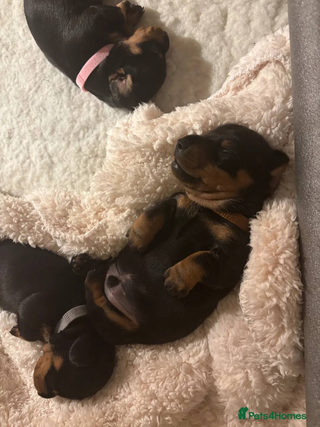 Dachshund dogs for sale: Talulahs and Theo’s 3 babies  - Advert 2