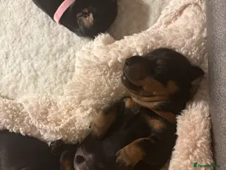 Dachshund dogs Talulahs and Theo’s 3 babies - Advert 14