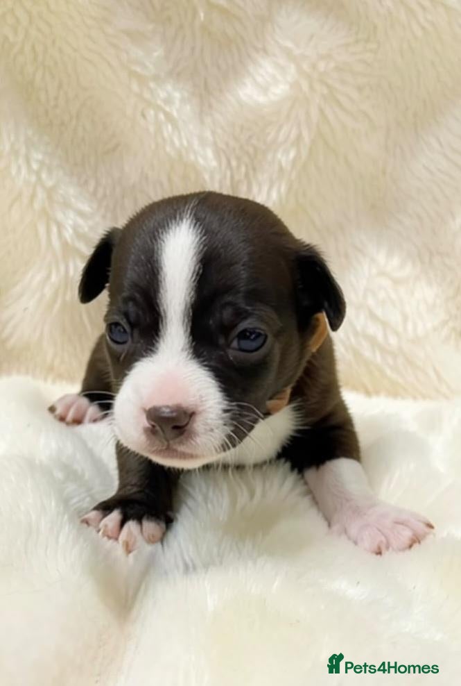 Mixed Breed dogs 1 Female - French Bull Jack Puppies - Advert 20