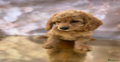 Cockapoo dogs - Advert 11