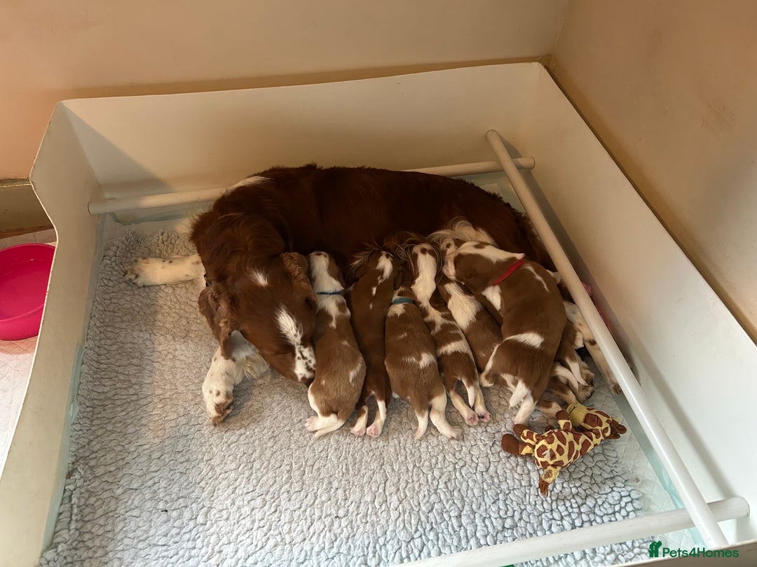 Welsh Springer Spaniel dogs for sale: Kc reg Welsh springer spaniel male puppies - Image 10
