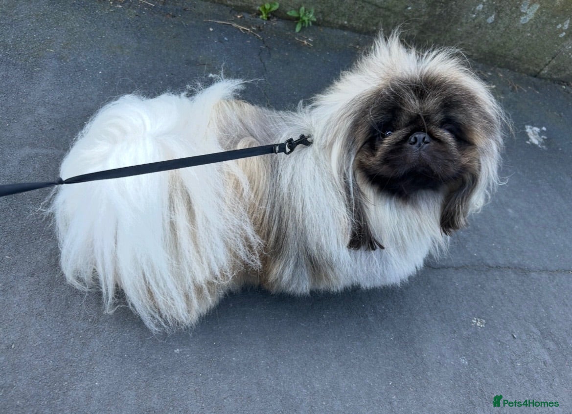 Pekingese dogs KC registered Pekingese for Stud (Not for sale) - Advert 14