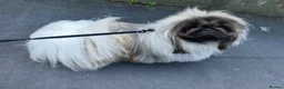 Pekingese dogs for stud: KC registered Pekingese for Stud (Not for sale) - Advert 3