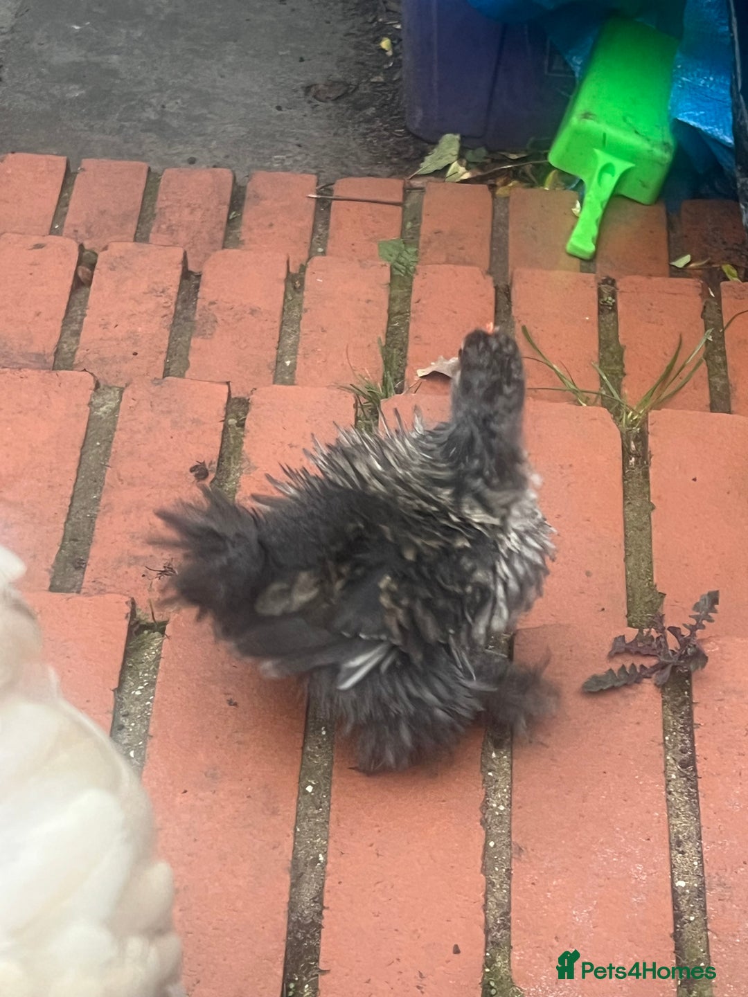 Chickens poultry for sale: Fizzy bantam chick  - Image 3