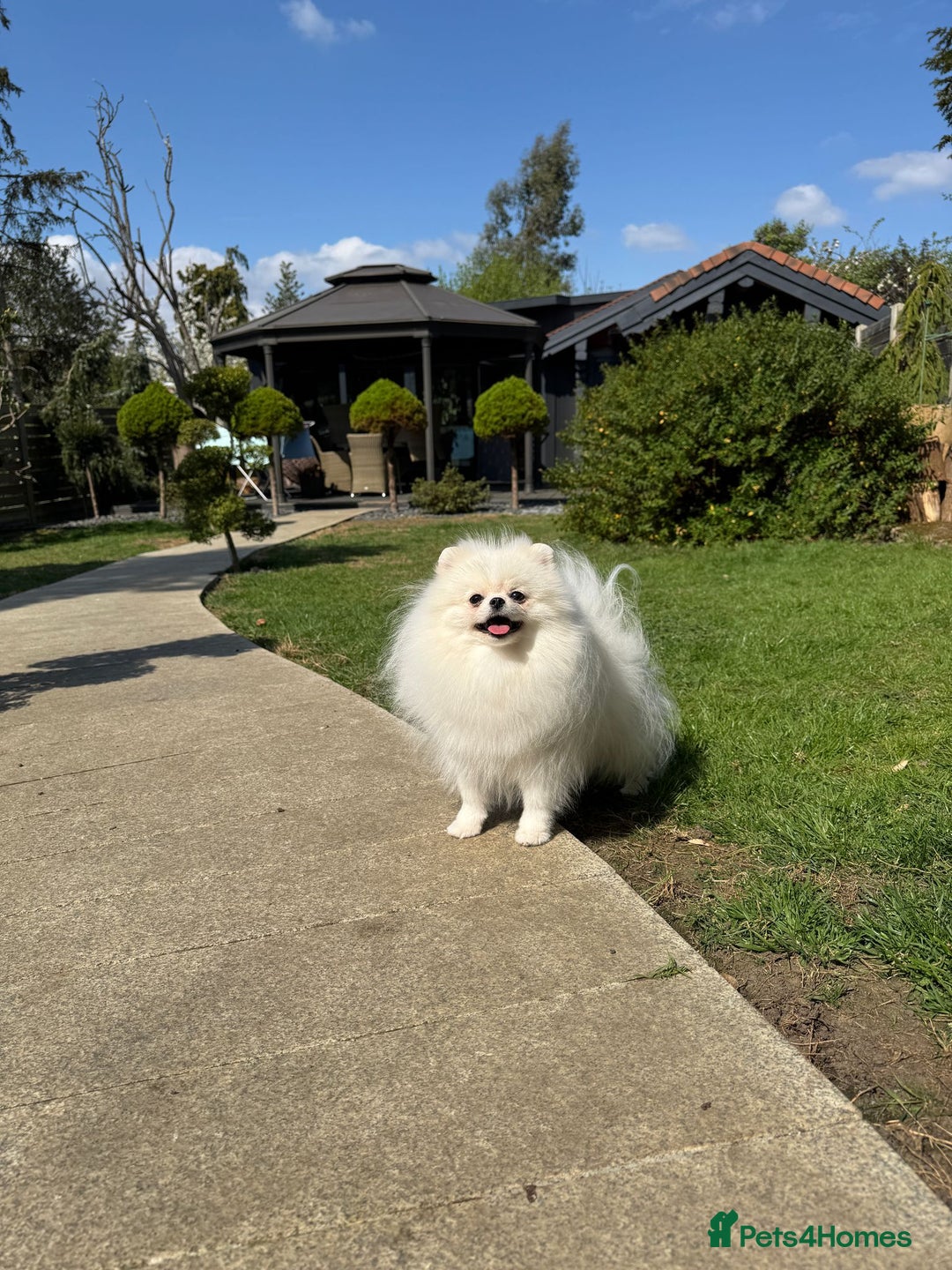 Pomeranian dogs for sale: Well house trained White Pomeranian Girl - Image 9