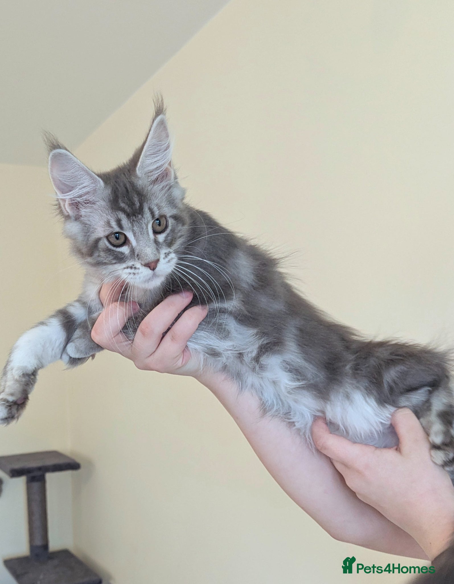 Maine Coon cats Champion Line Registered Female Kittens  - Advert 2