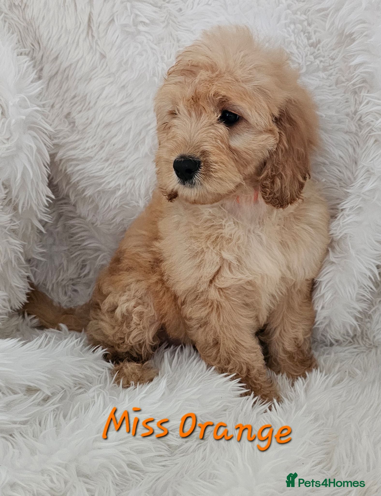 Mini Goldendoodle dogs Goldendoodle F1b Ready Now - Advert 1