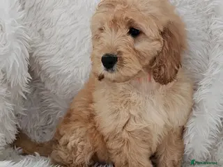 Mini Goldendoodle dogs Goldendoodle F1b Ready Now - Advert 1