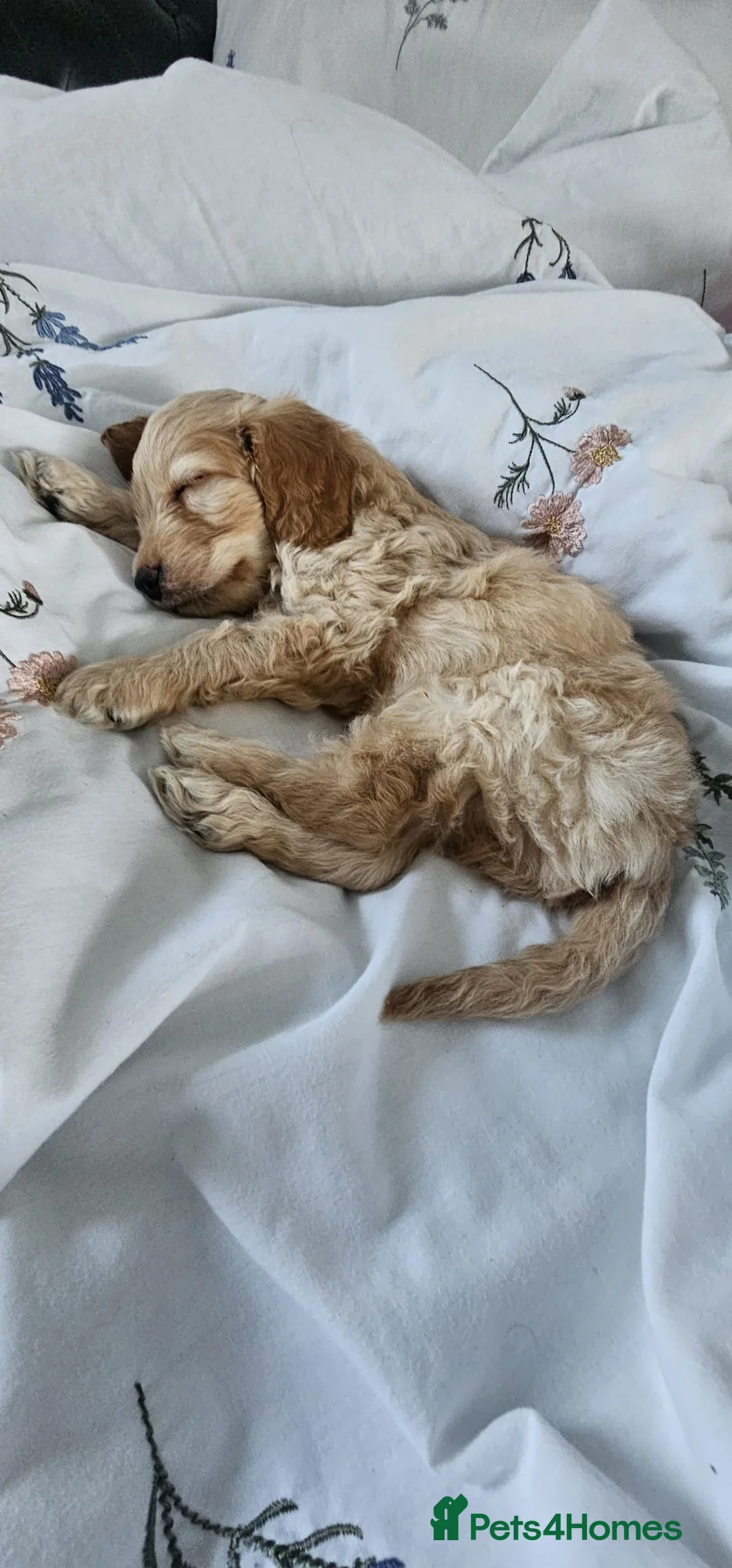 Cockapoo dogs for sale: Beautiful cockapoo puppy for rehome  - Advert 2