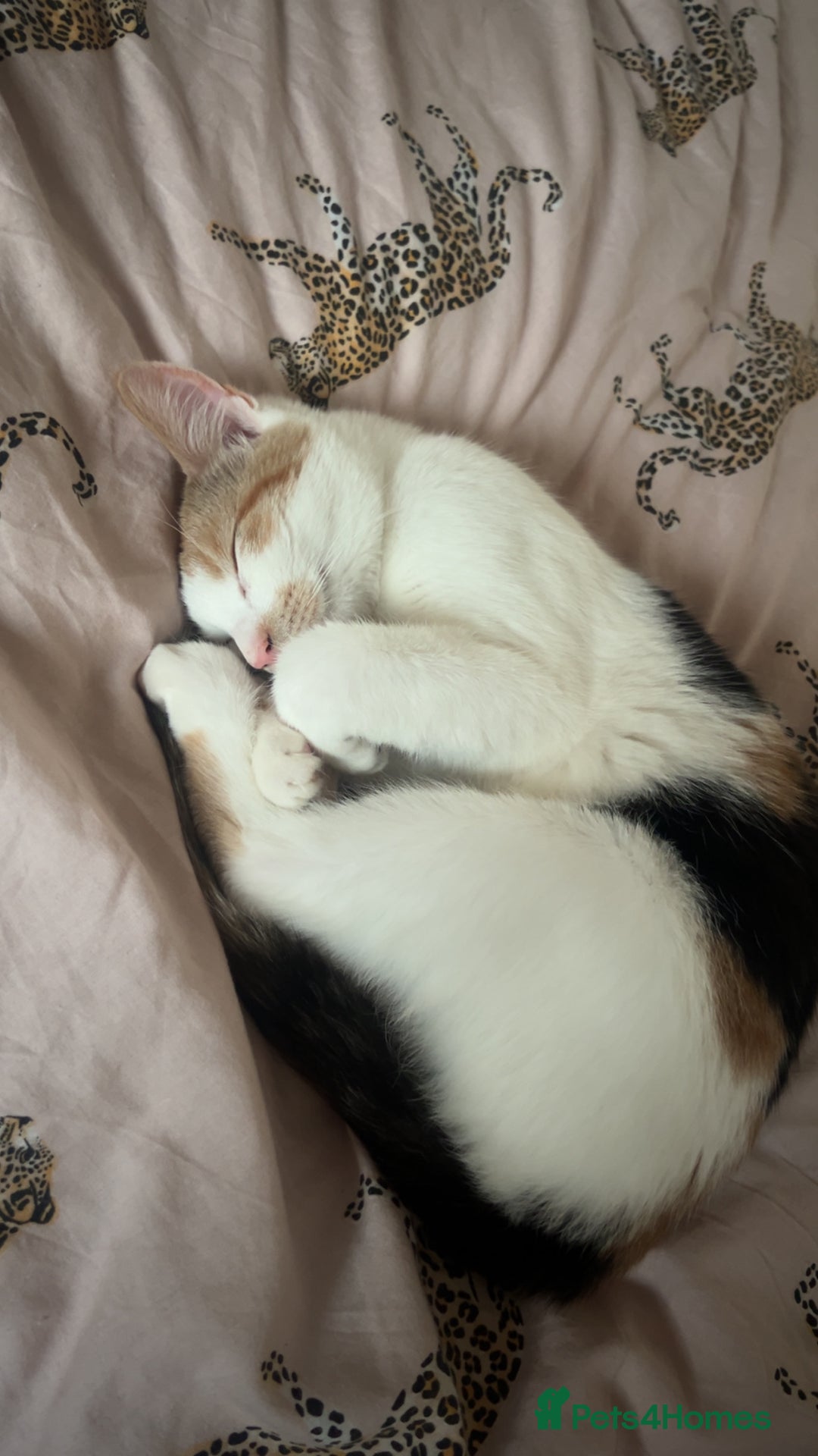 British Shorthair cats for sale: 6 month old gorgeous calico female for sale  - Advert 3