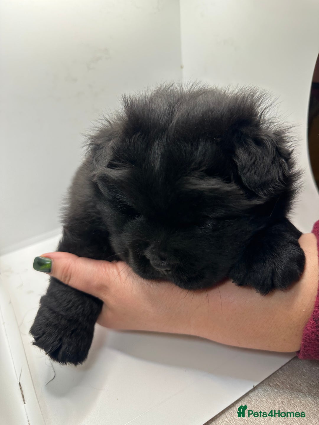 Chow Chow dogs for sale: Merle chow chow  - Advert 6