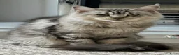 Maine Coon cats for sale: Registered with tica - Advert 11