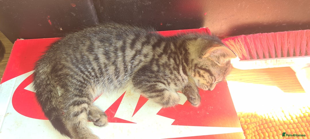 Bengal cats for sale: Mixed bengal kittens   - Image 29