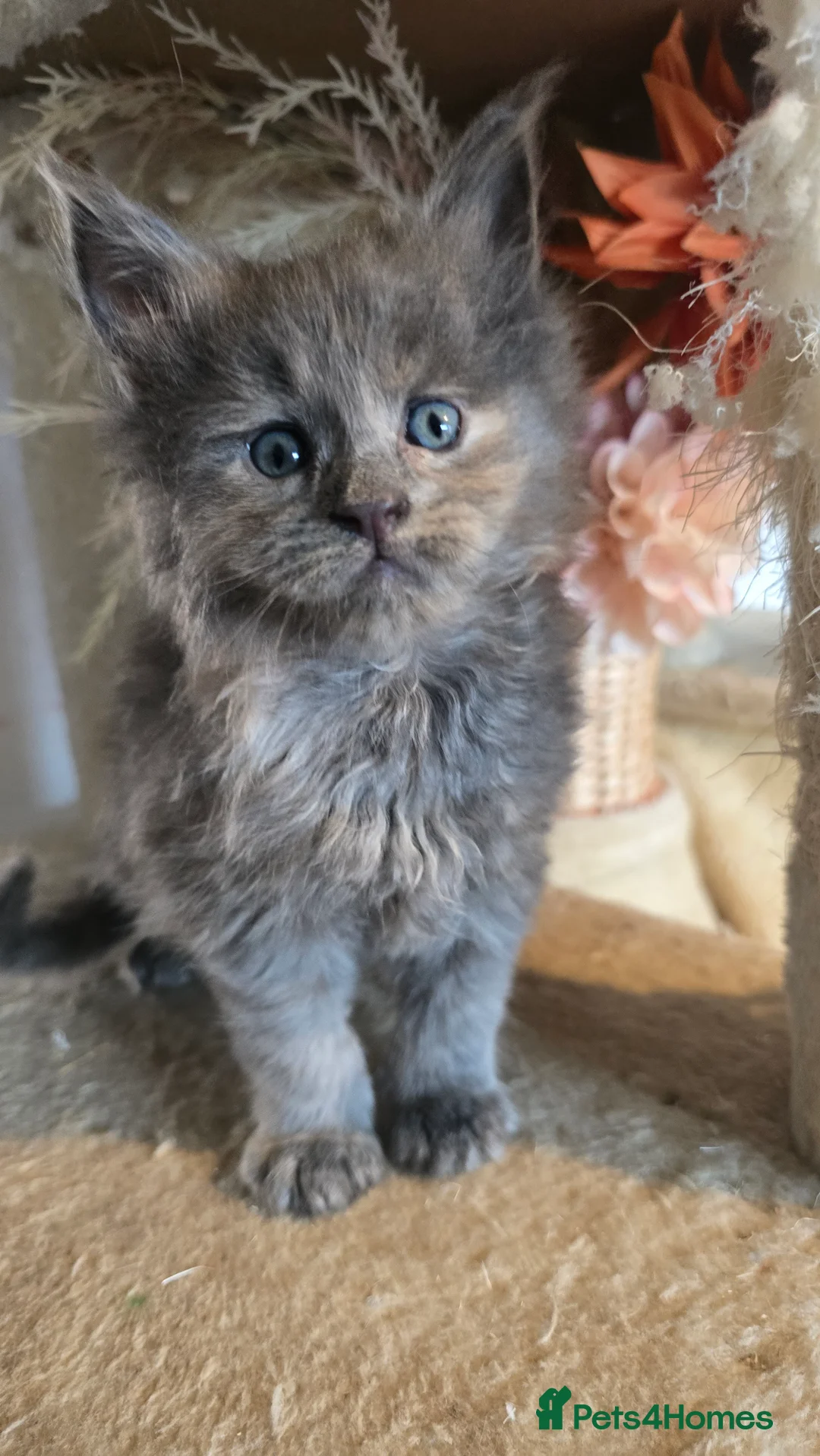 Maine Coon cats for sale: TICA REG MAINECOONS  - Advert 9