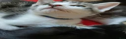 Mixed Breed cats for sale: Siamese x kittens - Advert 14