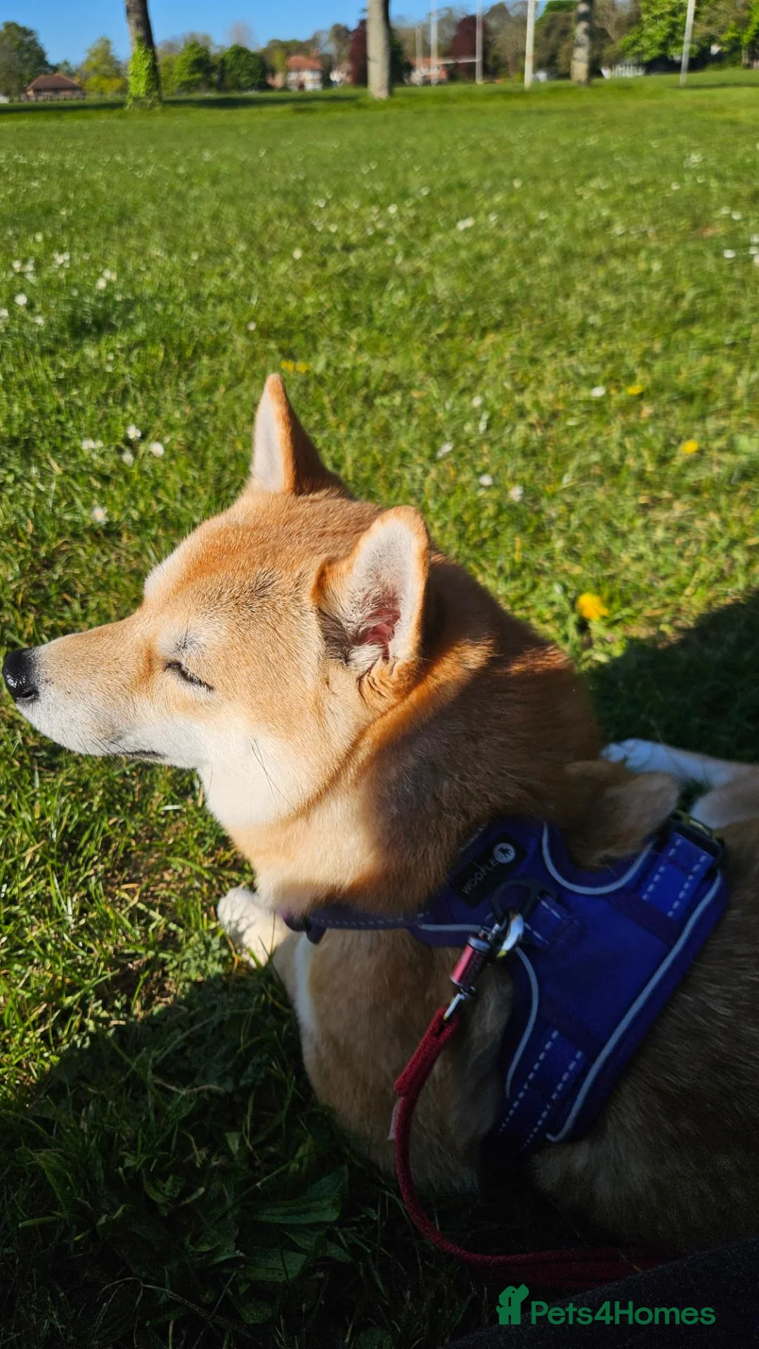Japanese Shiba Inu dogs for sale: Japenese Shiba Inu in Broadstairs - Advert 4