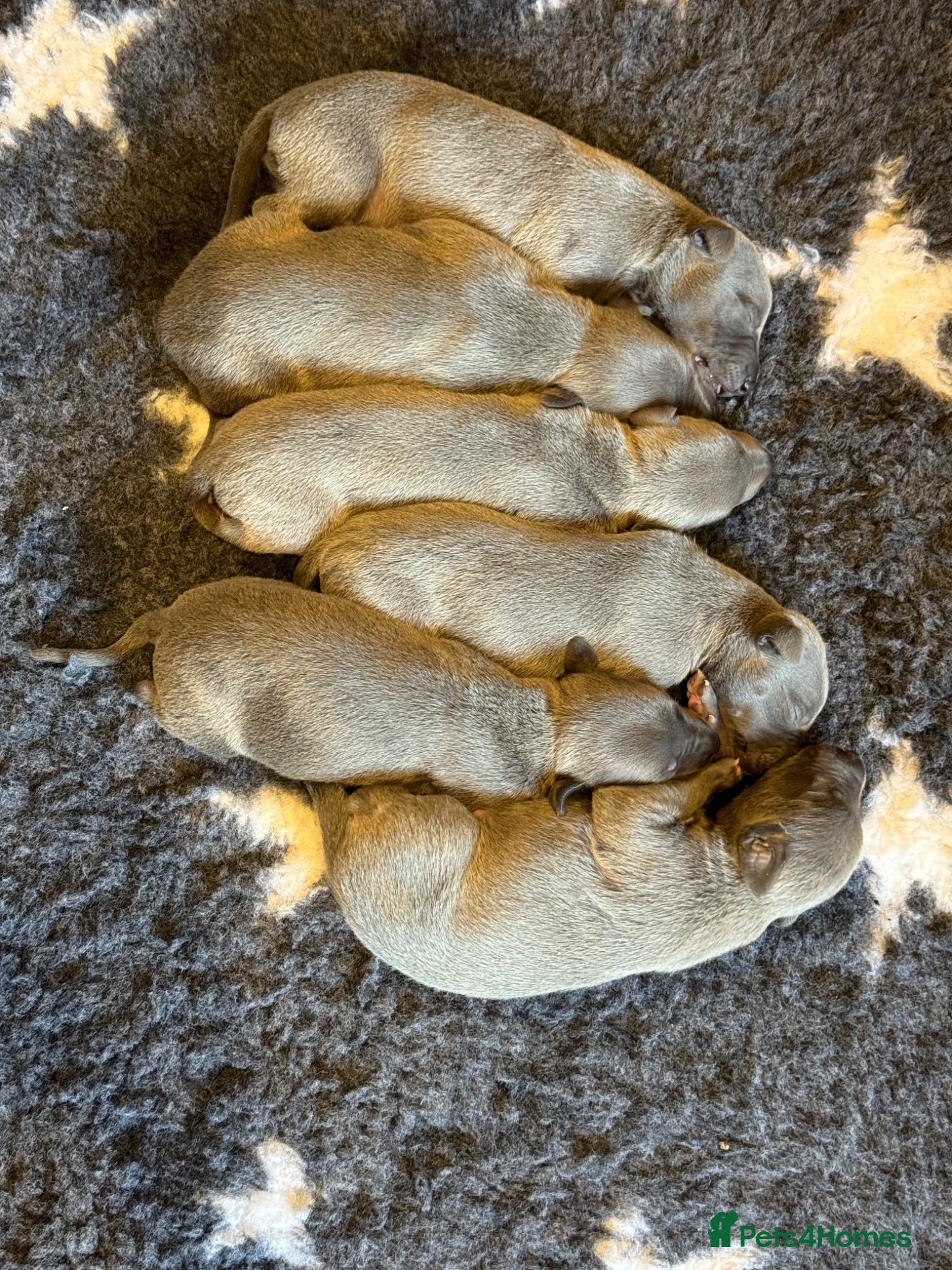 Whippet dogs Whippet puppies for sale  - Advert 1