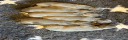 Whippet dogs for sale: Whippet puppies for sale  in Godalming - Advert 1