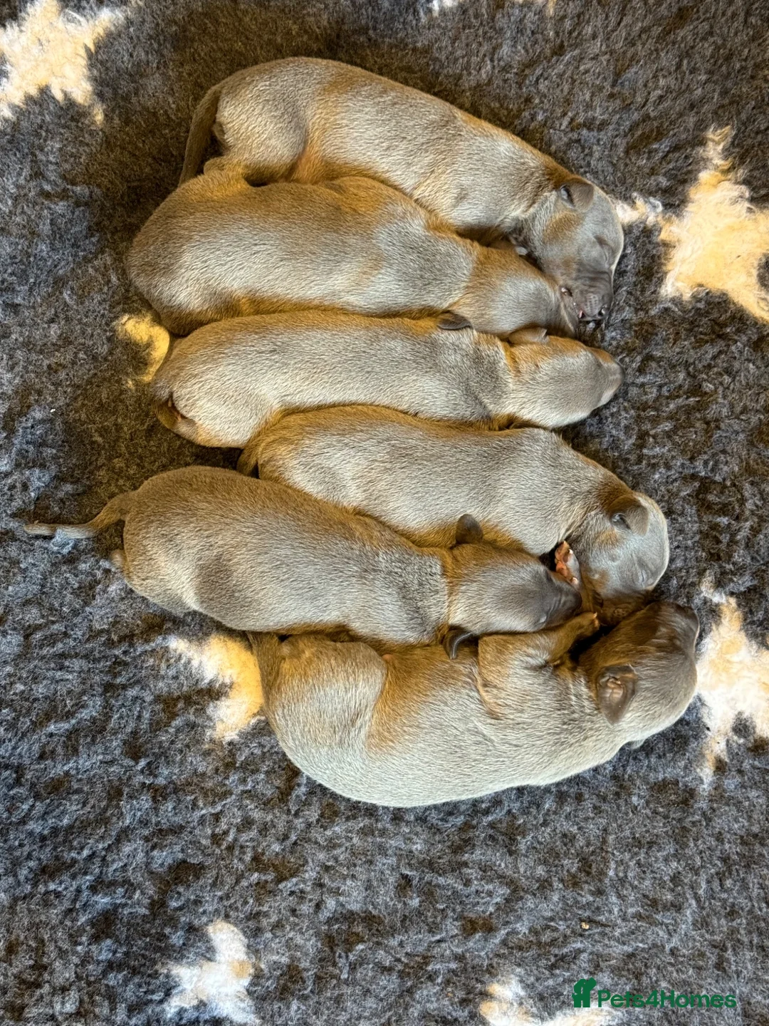 Whippet dogs for sale: Whippet puppies for sale  in Godalming - Advert 1