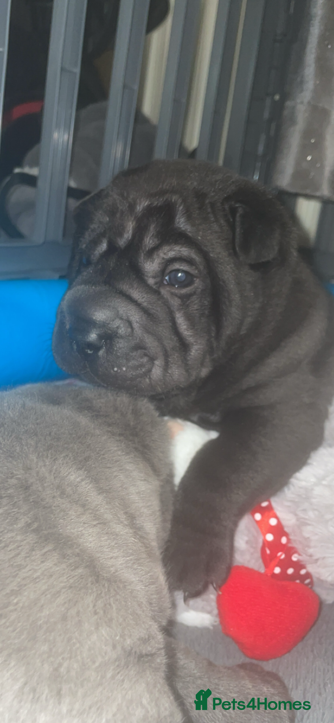 Shar Pei dogs for sale: 2 beautiful full shar pei boys !!!  - Image 15