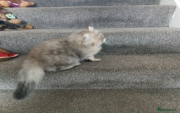 Persian cats for sale: Pedigree Registerd kitten - Image 3
