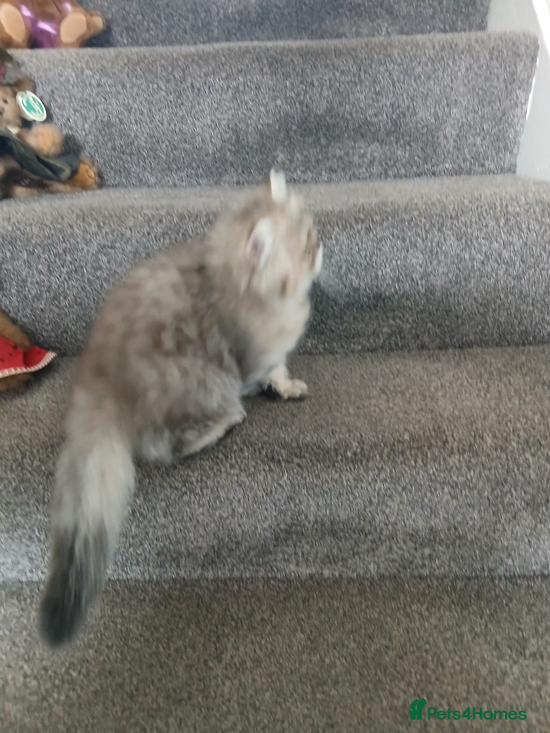 Persian cats for sale: Pedigree Registerd kitten - Image 3