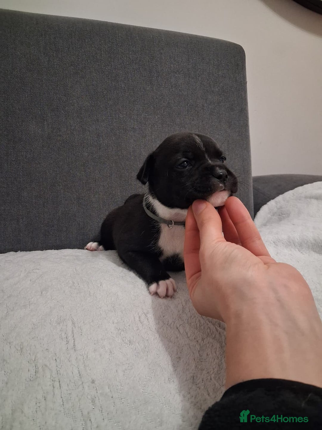 Staffordshire Bull Terrier dogs for sale: Show quality Staffordshire Bull Terrier - Advert 22