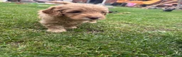 Cockapoo dogs for sale: Cockapoo F1B puppies - Advert 37