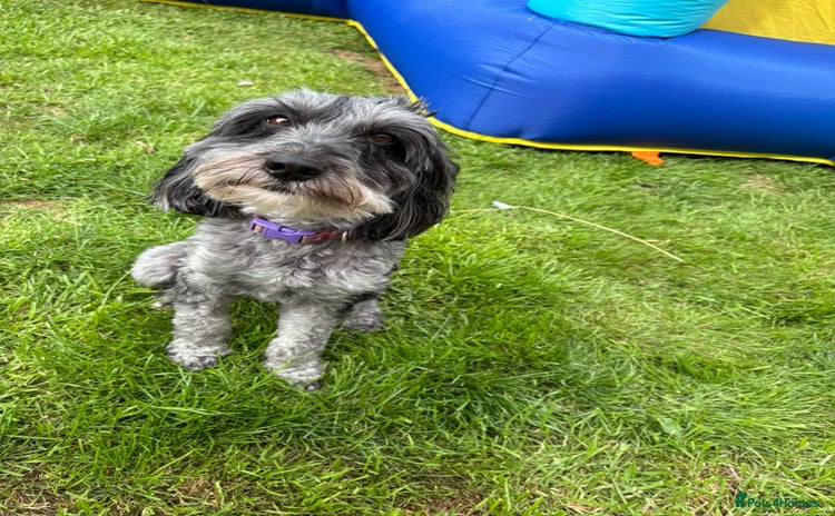 Cockapoo dogs - Advert 1