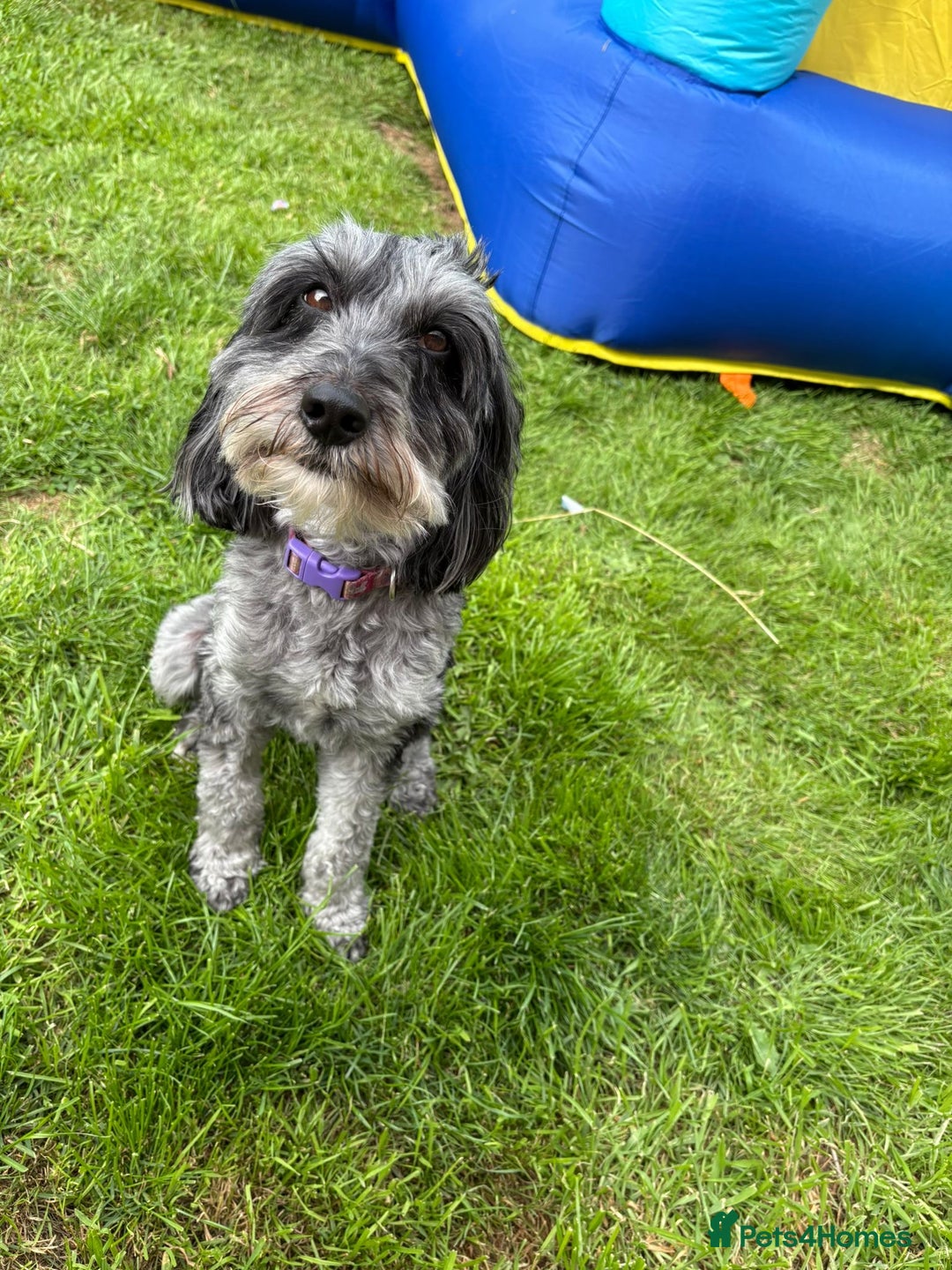 Cockapoo dogs for sale: Dotti the cockapoo  - Image 1