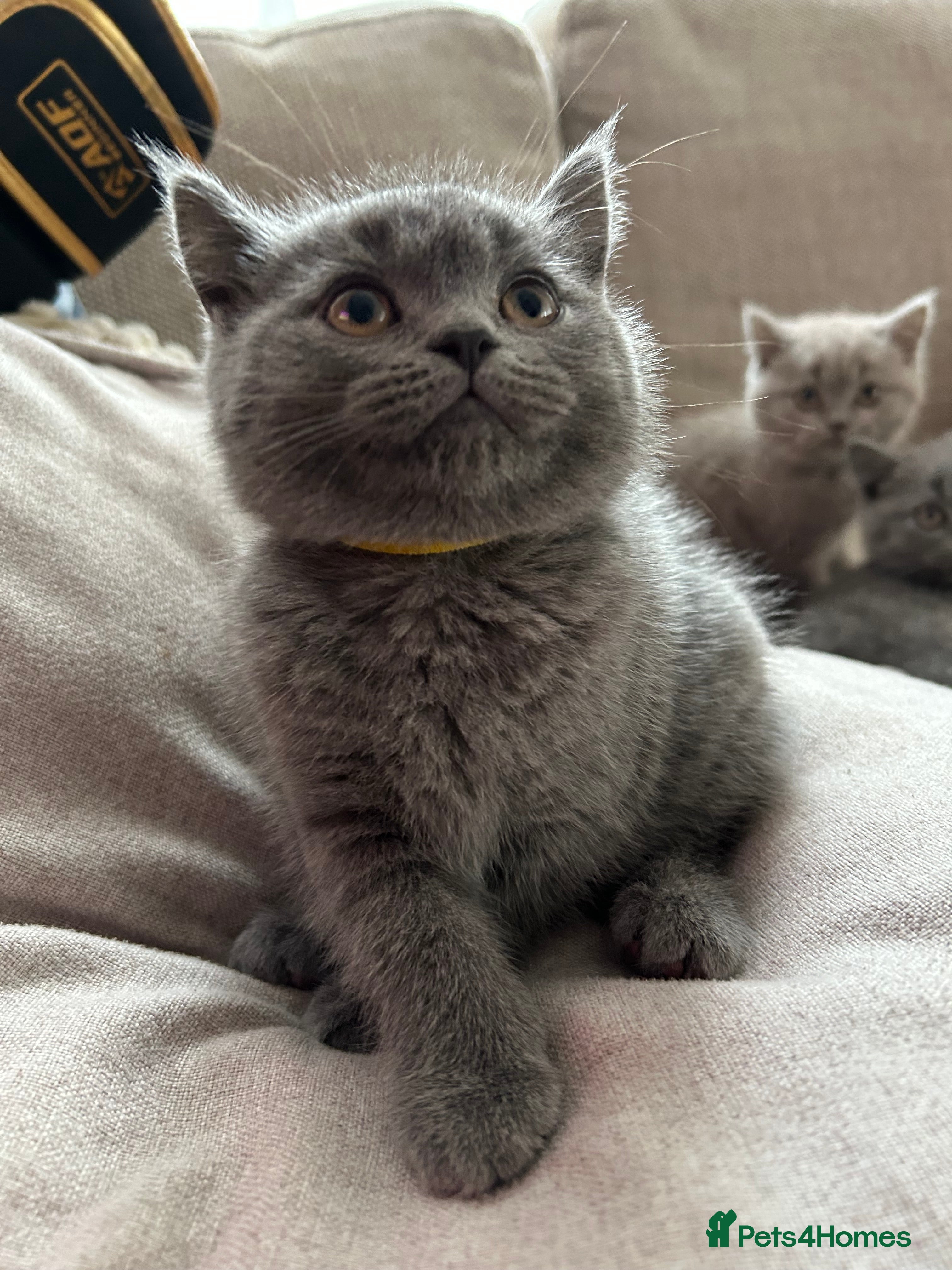 British Shorthair cats 2 amazing british blue kittens left!! - Advert 3