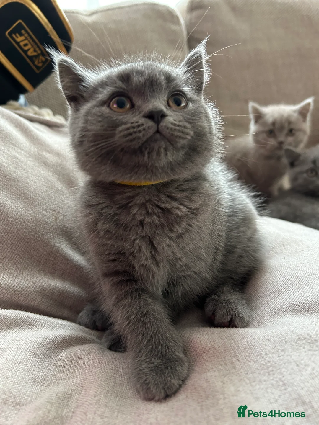 British Shorthair cats for sale: Beautiful British shorthair kittens - Advert 2