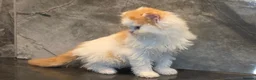 Scottish Fold cats for sale: Eight wee wonders seek mum/dad - Advert 9
