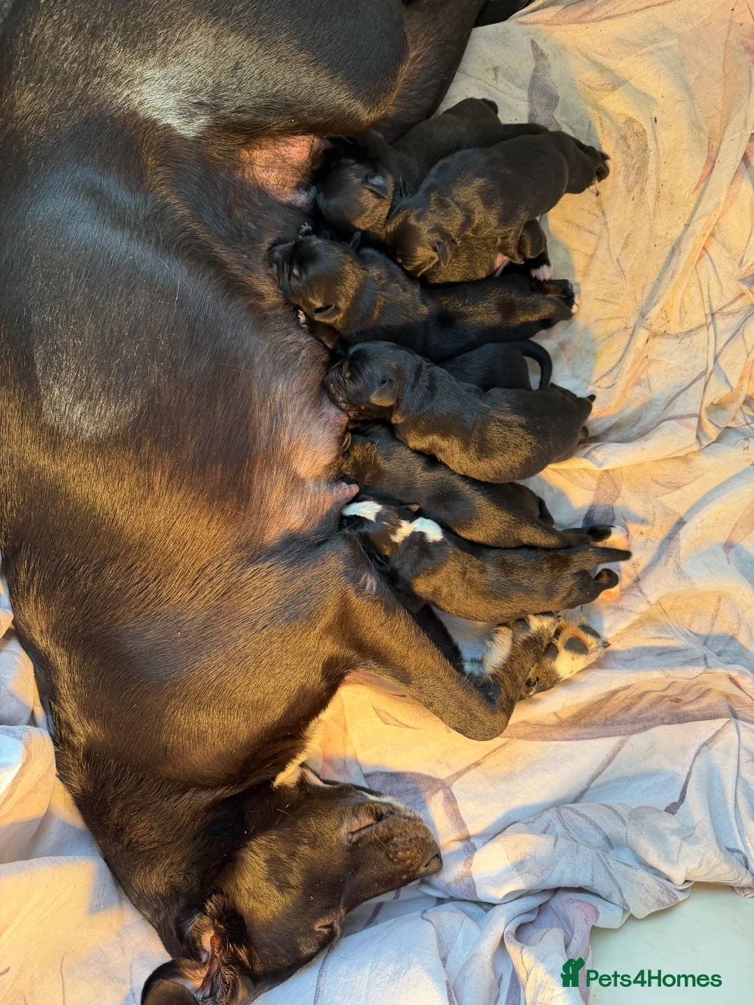 Borador dogs for sale: Borador Puppies - Advert 13