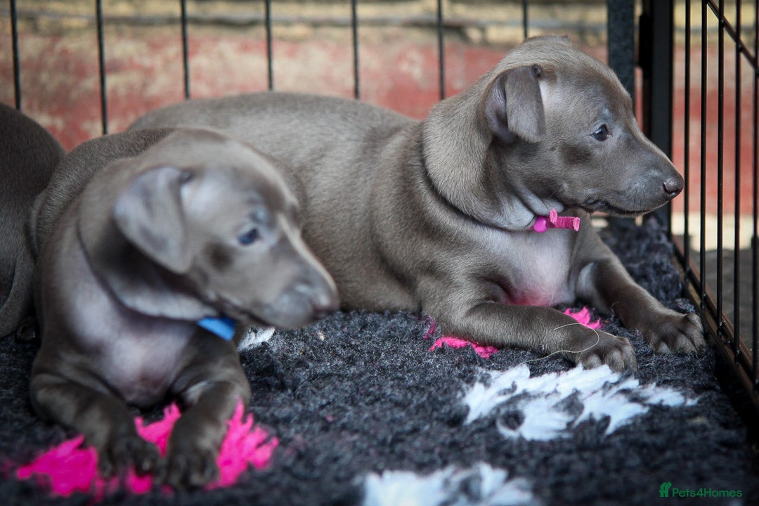 Italian Greyhound dogs for sale: 2 Stunning Italian Greyhound males left only £1800 in Norwich - Image 14
