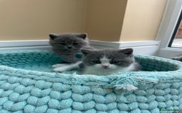 British Shorthair cats for sale: Champion Bloodlines British Shorthair kitten - Image 3