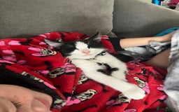 Mixed Breed cats for sale: Kitten available now - Image 2