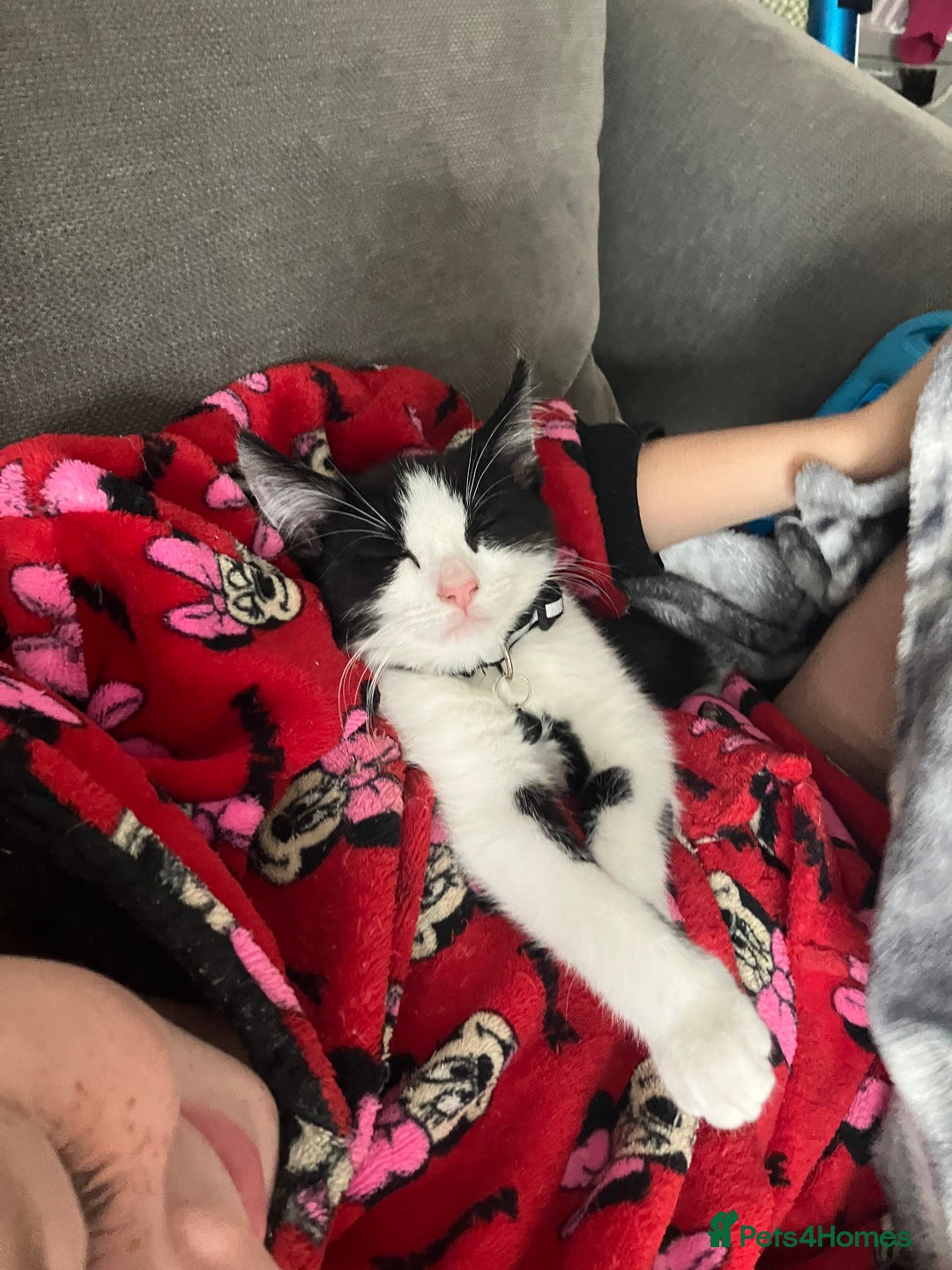 Mixed Breed cats for sale: Kitten available now - Image 2