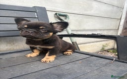 French Bulldog dogs for sale: Beautiful French bulldog girls (ready now) - Image 7