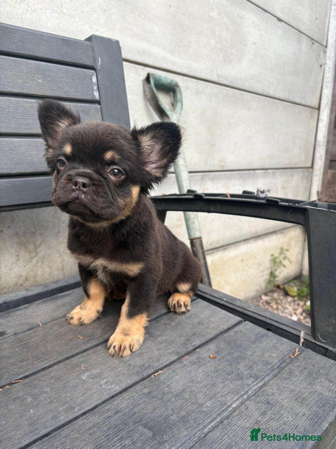 French Bulldog dogs for sale: Beautiful French bulldog girls (ready now) - Image 7