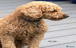 Miniature Poodle dogs for sale: Frederick Seeks a Home - Image 3