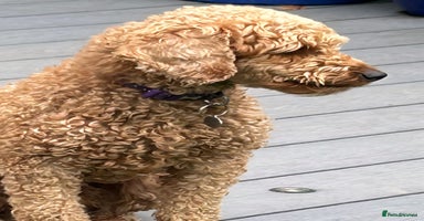 Miniature Poodle dogs - Advert 3