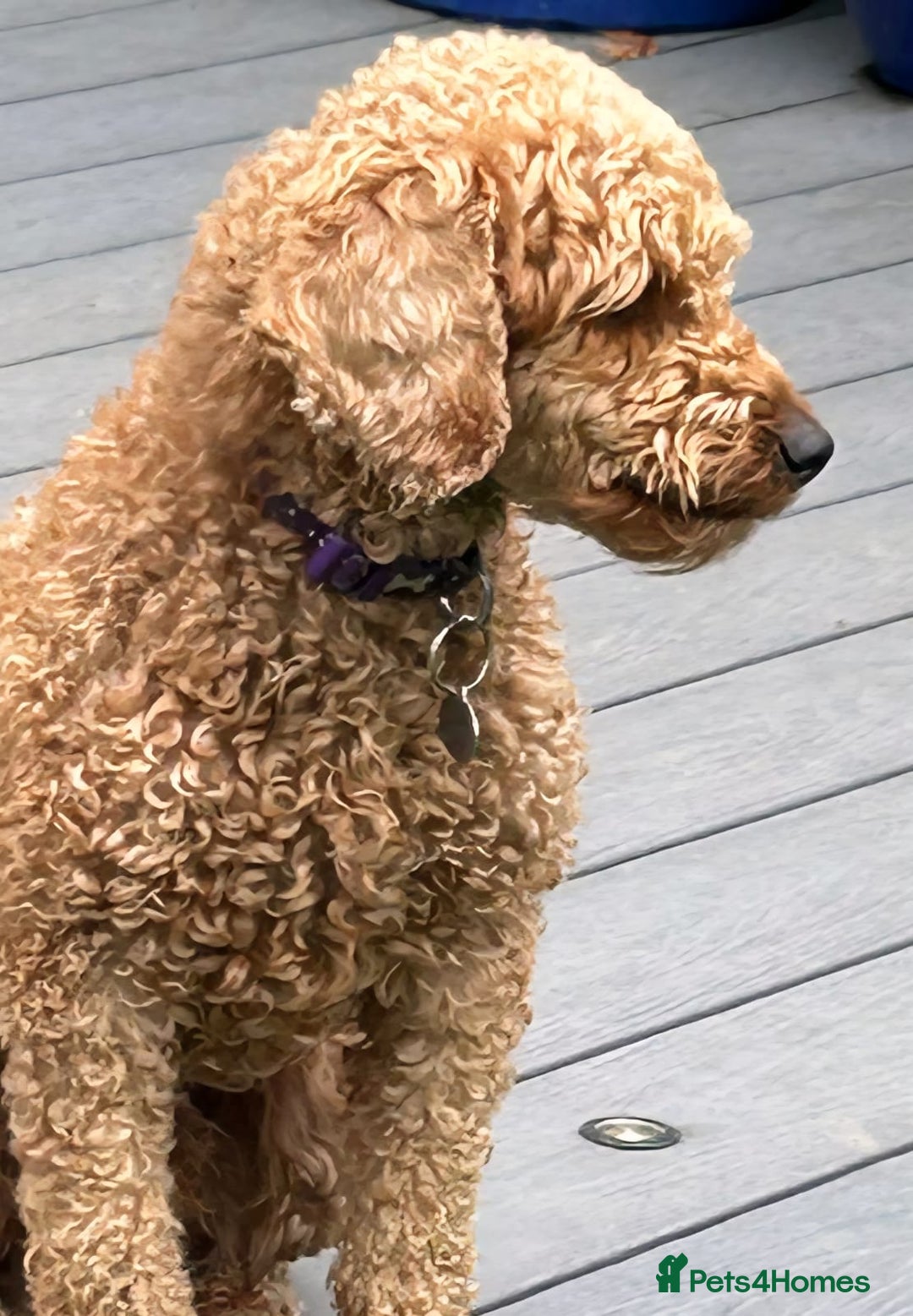 Miniature Poodle dogs for sale: Frederick Seeks a Home - Image 3