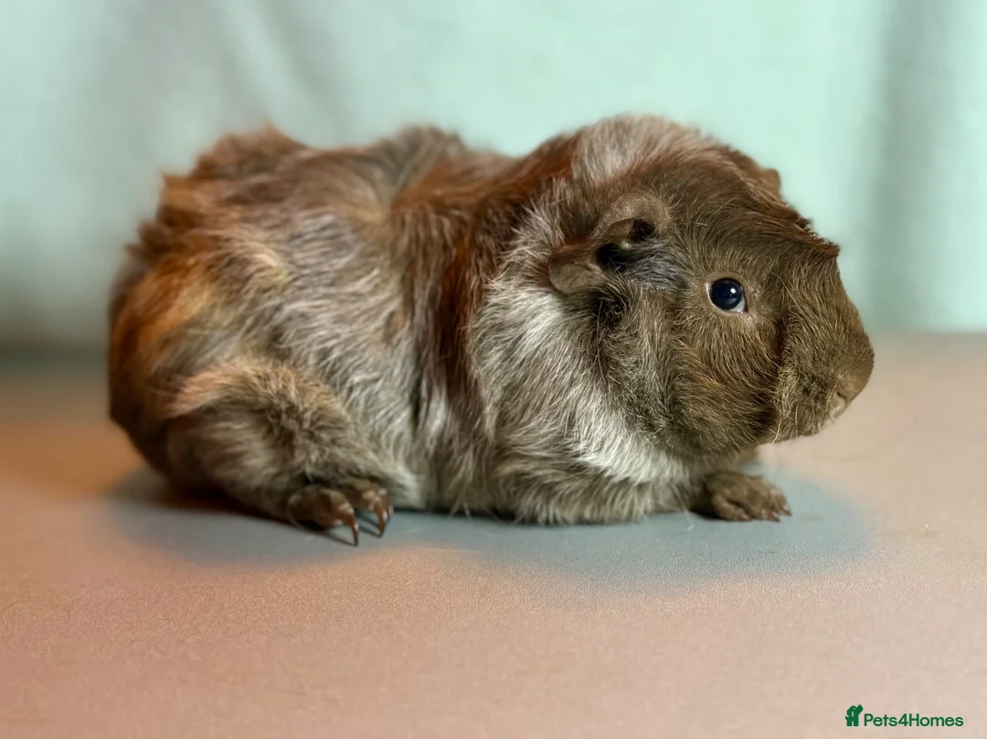 Guinea Pig rodents for sale: 5.5 month old roan  - Advert 2
