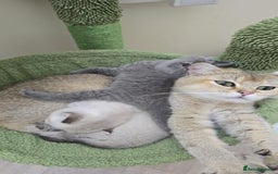 British Shorthair cats for sale: British Shorthaired kittens  - Image 3