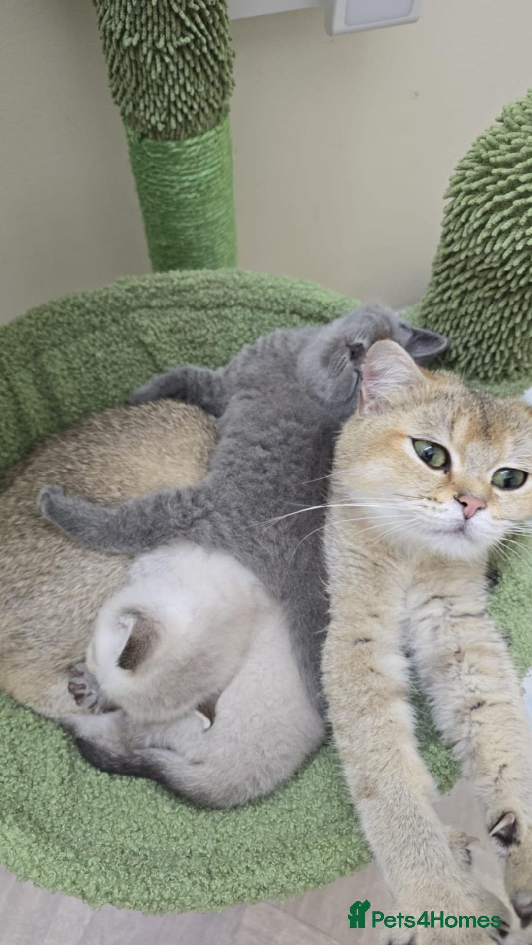 British Shorthair cats for sale: British Shorthaired kittens  - Image 3